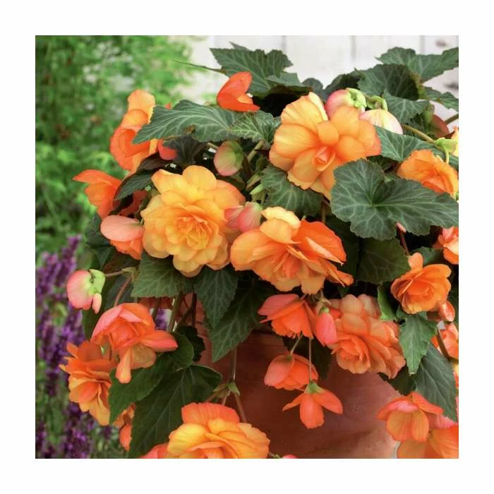 3 Begonia 'Sunray' Bulbs | Top Size | Cascading 3 3 Begonia 'Sunray' Bulbs | Top Size | Cascading