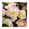3 Begonia odorosa 'White Blush' Bulbs | Top Size | Cascading 2 3 Begonia odorosa 'White Blush' Bulbs | Top Size | Cascading -Cheap July Plants Store BU0886 main c39f
