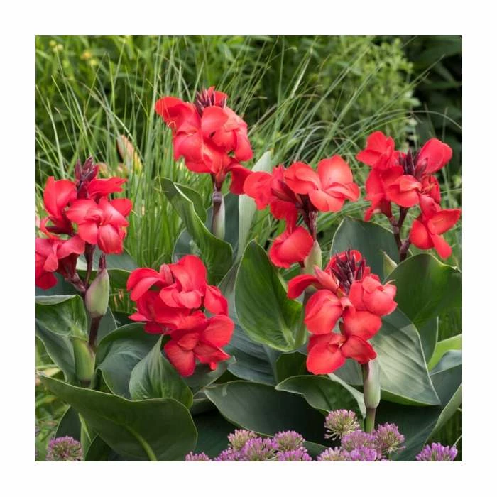 Canna 'Red Dazzler' Bulb | Top Size 3 Canna 'Red Dazzler' Bulb | Top Size
