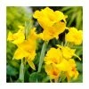 Canna 'Richard Wallace' Bulb | Top Size 1 Canna 'Richard Wallace' Bulb | Top Size -Cheap July Plants Store BU0888 main 6cbd