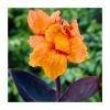 Canna 'Wyoming' Bulb | Top Size 2 Canna 'Wyoming' Bulb | Top Size -Cheap July Plants Store BU0889 main 0423