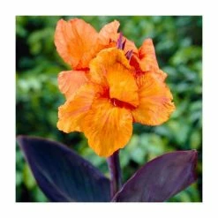 Canna 'Wyoming' Bulb | Top Size