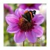 Dahlia 'Blue Bayou' Bulb | Top Size