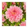 Dahlia 'Jowey Gipsey' Bulb | Top Size -Cheap July Plants Store BU0894 main 9977