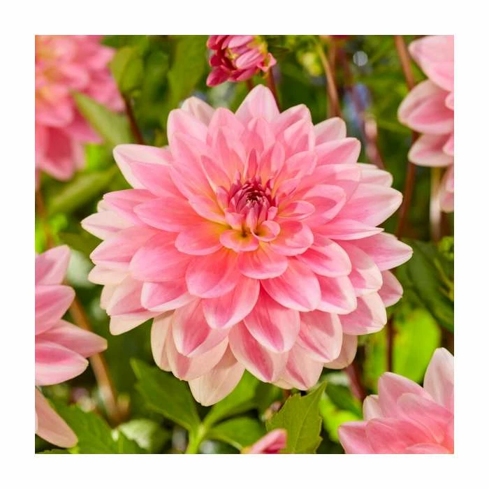 Dahlia 'Jowey Gipsey' Bulb | Top Size 3 Dahlia 'Jowey Gipsey' Bulb | Top Size