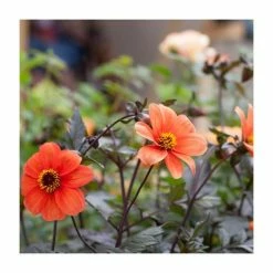 Dahlia 'Bishop of Oxford' Bulb | Top Size