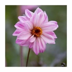 Dahlia 'Bishop of Leicester' Bulb | Top Size