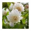 Dahlia 'Cafe au Lait' Bulb | Top Size -Cheap July Plants Store BU0899 main e091