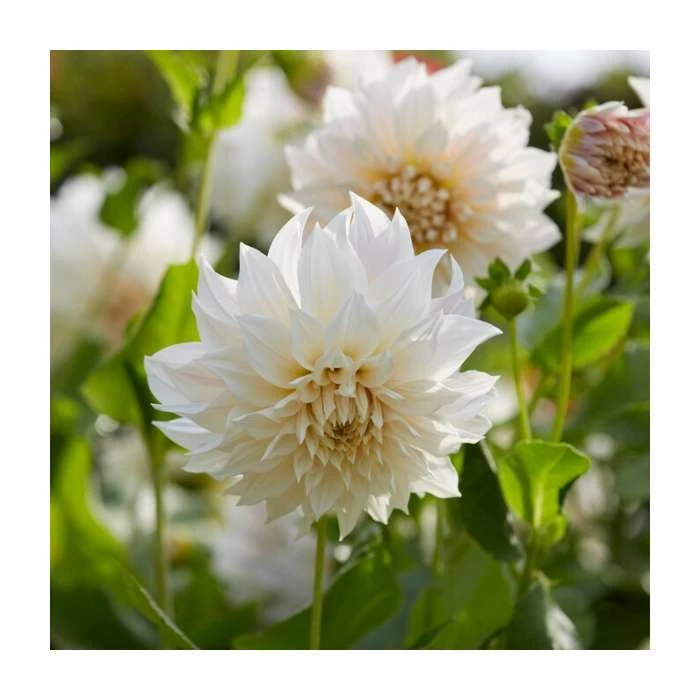 Dahlia 'Cafe au Lait' Bulb | Top Size 3 Dahlia 'Cafe au Lait' Bulb | Top Size