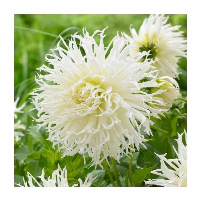 Dahlia 'Tsuki-yori-no-shisha' Bulb | Top Size 3 Dahlia 'Tsuki-yori-no-shisha' Bulb | Top Size