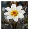 Dahlia 'Happy Days Cream White' Bulb | Top Size 2 Dahlia 'Happy Days Cream White' Bulb | Top Size -Cheap July Plants Store BU0901 main 9136