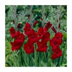 15 Gladiolus 'Espresso' Bulbs | Top Size