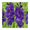 15 Gladiolus 'Purple Flora' Bulbs | Top Size -Cheap July Plants Store BU0903 main 678a