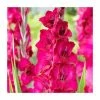 15 Gladiolus 'Fairytale Pink' Bulbs| Top Size -Cheap July Plants Store BU0904 main cfdb