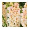 15 Gladiolus 'Sotsji' Bulbs | Top Size -Cheap July Plants Store BU0905 main 582b