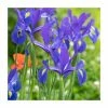 20 Iris hollandica 'Blue' Bulbs | Top Size | Dutch Iris 2 20 Iris hollandica 'Blue' Bulbs | Top Size | Dutch Iris -Cheap July Plants Store BU0906 main c232