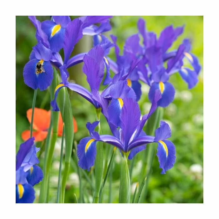 20 Iris hollandica 'Blue' Bulbs | Top Size | Dutch Iris 3 20 Iris hollandica 'Blue' Bulbs | Top Size | Dutch Iris