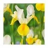 20 Iris hollandica 'Symphony' Bulbs | Top Size | Dutch Iris 2 20 Iris hollandica 'Symphony' Bulbs | Top Size | Dutch Iris -Cheap July Plants Store BU0907 main 11e4