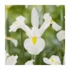 20 Iris hollandica 'White' Bulbs | Top Size | Dutch Iris 1 20 Iris hollandica 'White' Bulbs | Top Size | Dutch Iris -Cheap July Plants Store BU0908 main f7ef