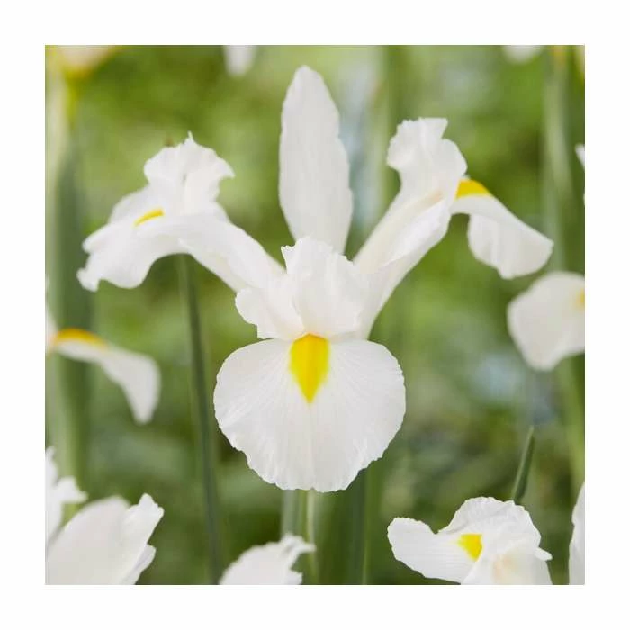 20 Iris hollandica 'White' Bulbs | Top Size | Dutch Iris 3 20 Iris hollandica 'White' Bulbs | Top Size | Dutch Iris