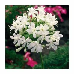 Agapanthus 'africanus Albus' Bulb | Top Size |African Lily