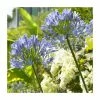 Agapanthus 'Blue Giant' Bulb | Top Size | African Lily 1 Agapanthus 'Blue Giant' Bulb | Top Size | African Lily -Cheap July Plants Store BU0917 main 1b77