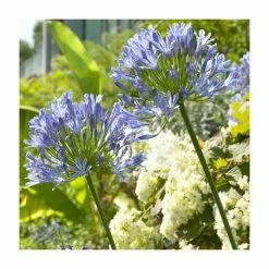Agapanthus 'Blue Giant' Bulb | Top Size | African Lily