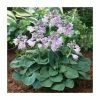 Hosta 'Blue Mouse Ears' Bulb | Top Size 1 Hosta 'Blue Mouse Ears' Bulb | Top Size -Cheap July Plants Store BU0920 main 7fb8
