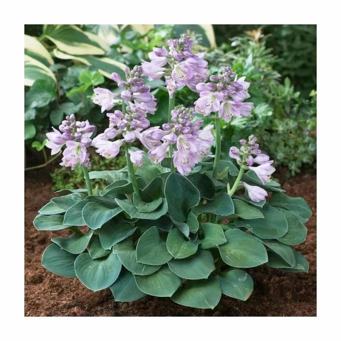 Hosta 'Blue Mouse Ears' Bulb | Top Size 3 Hosta 'Blue Mouse Ears' Bulb | Top Size