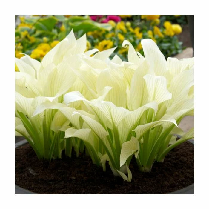 Hosta 'White Feather' Bulb | Top Size | Plaintain Lily 2 Hosta 'White Feather' Bulb | Top Size | Plaintain Lily