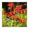 10 Crocosmia 'Lucifer' Bulbs | Top Size 2 10 Crocosmia 'Lucifer' Bulbs | Top Size -Cheap July Plants Store BU0932 main 4d19