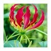 Gloriosa superba 'Rothschildiana' Bulb | Top Size | Glory Lily 2 Gloriosa superba 'Rothschildiana' Bulb | Top Size | Glory Lily -Cheap July Plants Store BU0933 main c40d