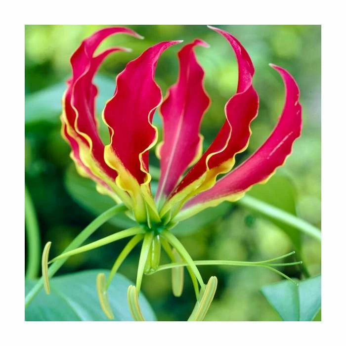 Gloriosa superba 'Rothschildiana' Bulb | Top Size | Glory Lily 3 Gloriosa superba 'Rothschildiana' Bulb | Top Size | Glory Lily