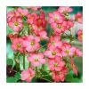 10 Oxalis deppei 'Iron Cross' Bulbs | Top Size | Good Luck Plant 1 10 Oxalis deppei 'Iron Cross' Bulbs | Top Size | Good Luck Plant -Cheap July Plants Store BU0936 main 6a0a
