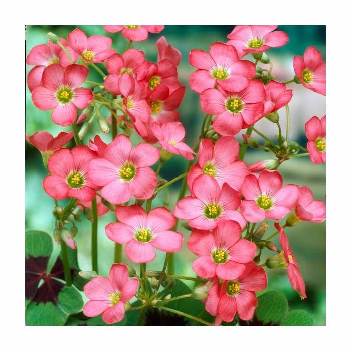 10 Oxalis deppei 'Iron Cross' Bulbs | Top Size | Good Luck Plant 3 10 Oxalis deppei 'Iron Cross' Bulbs | Top Size | Good Luck Plant