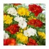 10 Freesia Double Mix Bulb | Top Size 2 10 Freesia Double Mix Bulb | Top Size -Cheap July Plants Store BU0937 main 96d5