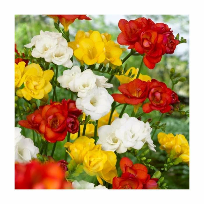 10 Freesia Double Mix Bulb | Top Size 3 10 Freesia Double Mix Bulb | Top Size