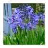 Agapanthus 'Brilliant Blue' Bulbs | 3 x Top Size | African Lily 1 Agapanthus 'Brilliant Blue' Bulbs | 3 x Top Size | African Lily -Cheap July Plants Store BU0939 main 1 5c5a