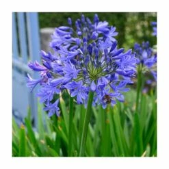 Agapanthus 'Brilliant Blue' Bulbs | 3 x Top Size | African Lily