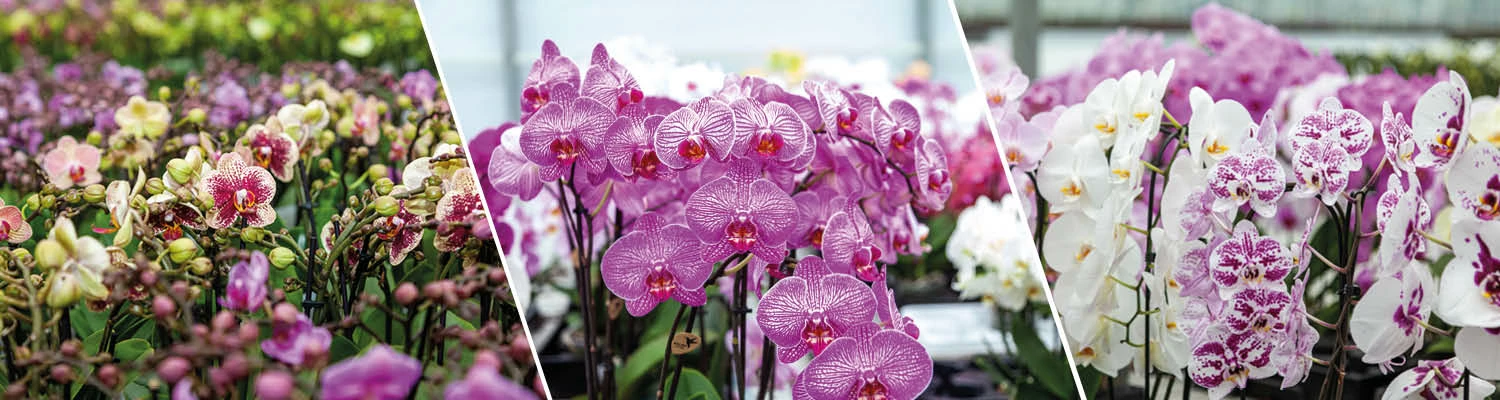 Cheap July Plants Store -Cheap July Plants Store Banner 1