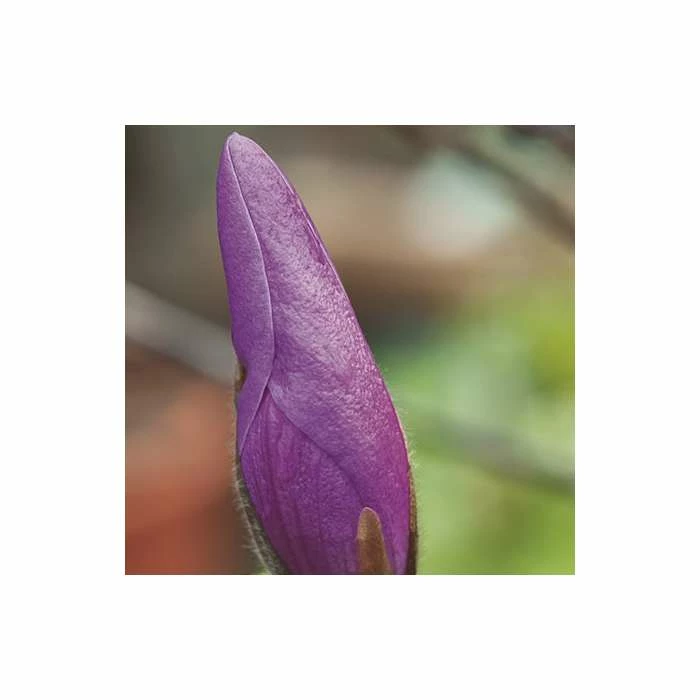 Magnolia 'Susan' 6 Magnolia 'Susan' - Image 4