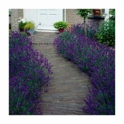 20-40cm 3x Old English Lavender Plants | 9cm Pots 7 20-40cm 3x Old English Lavender Plants | 9cm Pots -Cheap July Plants Store P3COL10 add image 2 108c