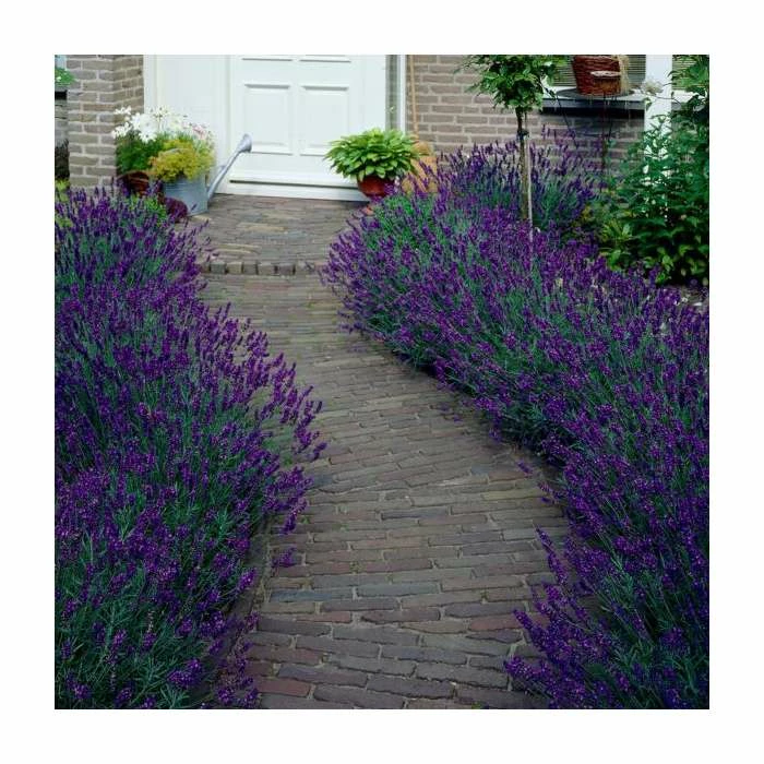20-40cm 3x Old English Lavender Plants | 9cm Pots 5 20-40cm 3x Old English Lavender Plants | 9cm Pots - Image 3