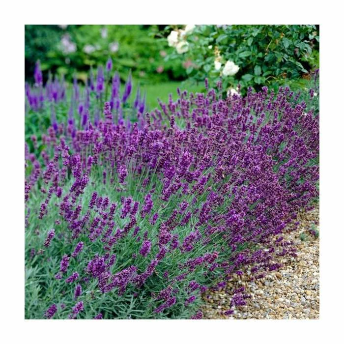 20-40cm 3x Old English Lavender Plants | 9cm Pots 3 20-40cm 3x Old English Lavender Plants | 9cm Pots