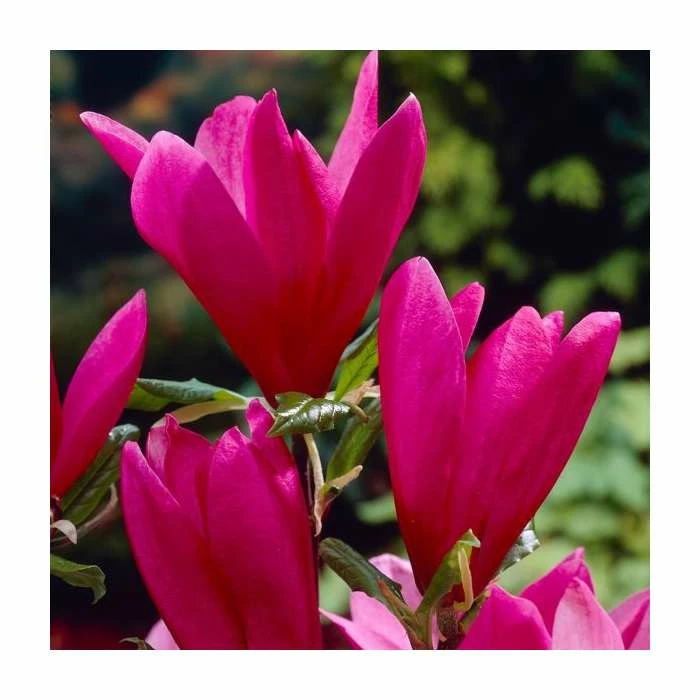 Magnolia Tree Collection | Stellata, Susan & Soulangeana 4 Magnolia Tree Collection | Stellata, Susan & Soulangeana - Image 2