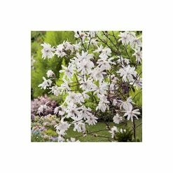 Magnolia Tree Collection | Stellata, Susan & Soulangeana 8 Magnolia Tree Collection | Stellata, Susan & Soulangeana -Cheap July Plants Store P3COL6 add image 2 5ddb