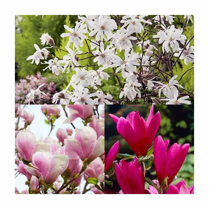 Magnolia Tree Collection | Stellata, Susan & Soulangeana 3 Magnolia Tree Collection | Stellata, Susan & Soulangeana