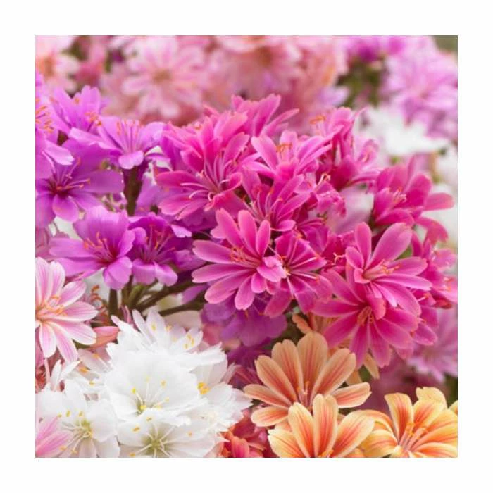 Lewisia Safira 'Coral' | 1.5L Pot 3 Lewisia Safira 'Coral' | 1.5L Pot