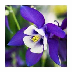 Early Spring Perennials Collection | 4 x 10.5cm Pots -Cheap July Plants Store P5000COL12 add image 2 5b0c