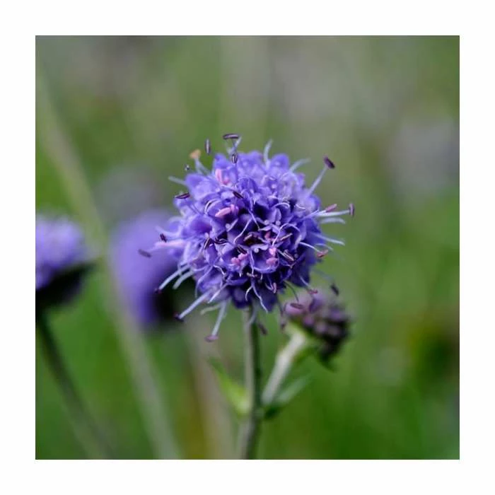 Pink and Purple Perennials Collection | 4 x 10.5cm Pots 4 Pink and Purple Perennials Collection | 4 x 10.5cm Pots - Image 2